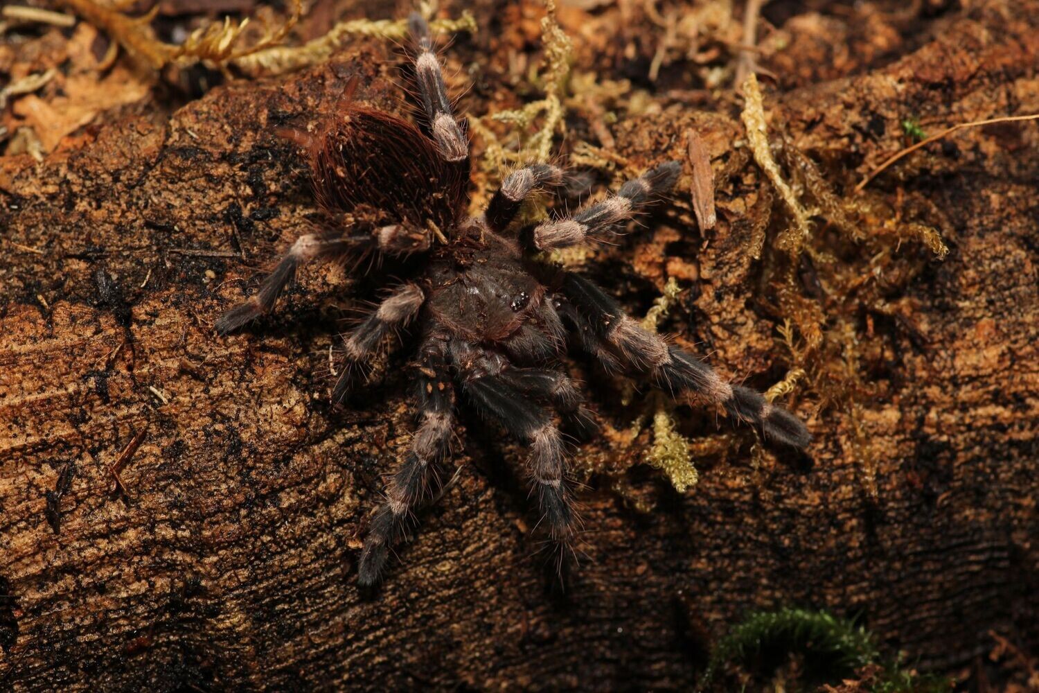 Nhandu chromatus 2" Brazilian red & white