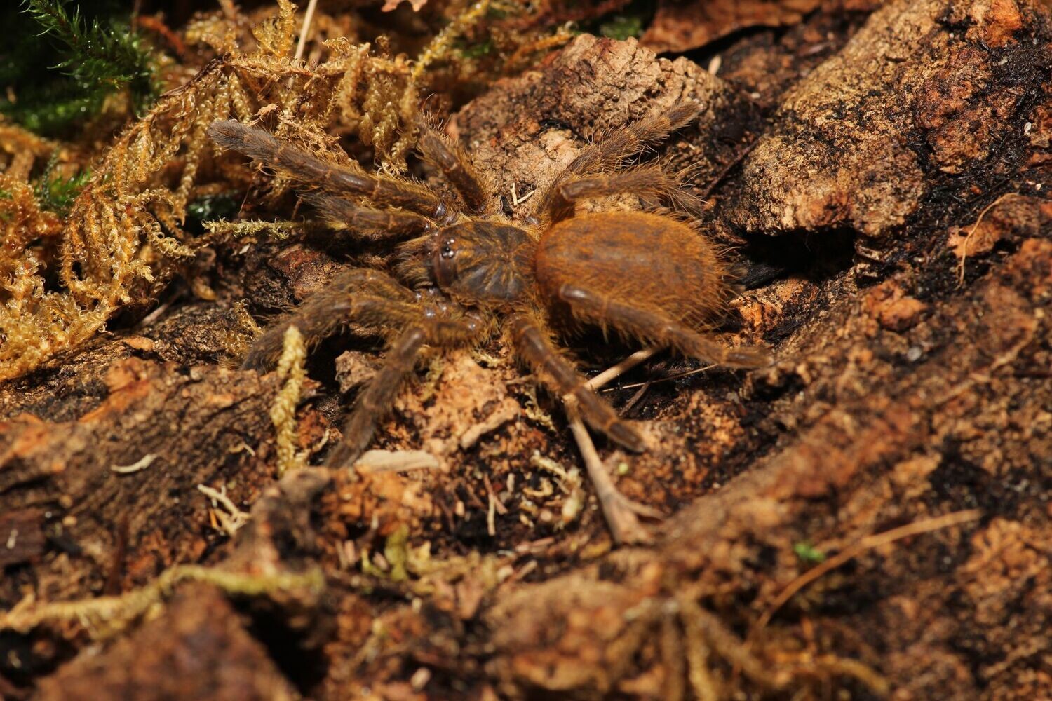 Pterinochilus murinus 2" Orange baboon
