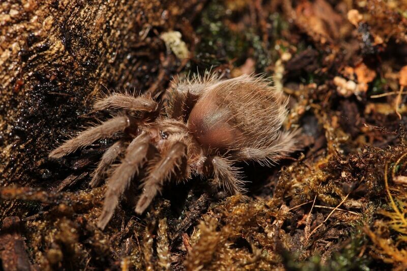 Tliltocatl albopilosus 1.5" Curly hair