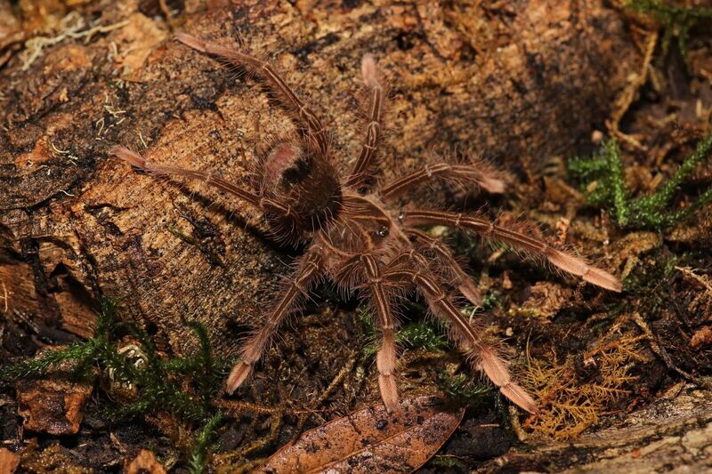 Theraphosa apophysis 1.5" Pink foot goliath