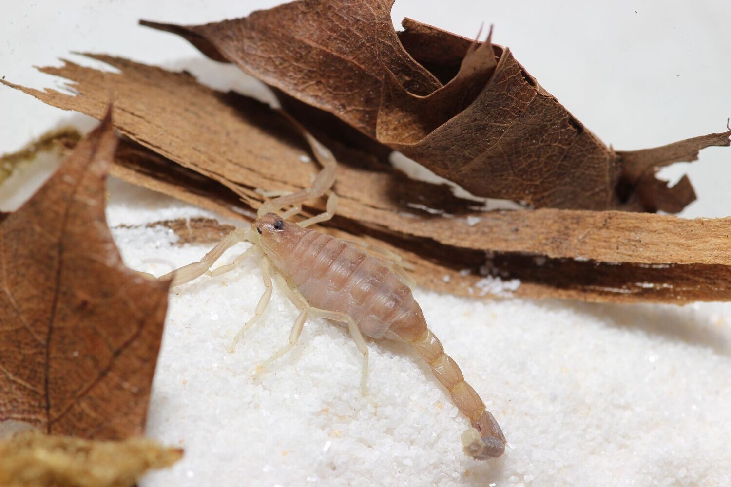 Androctinus sp Mardin 2-3i Brown fat tail