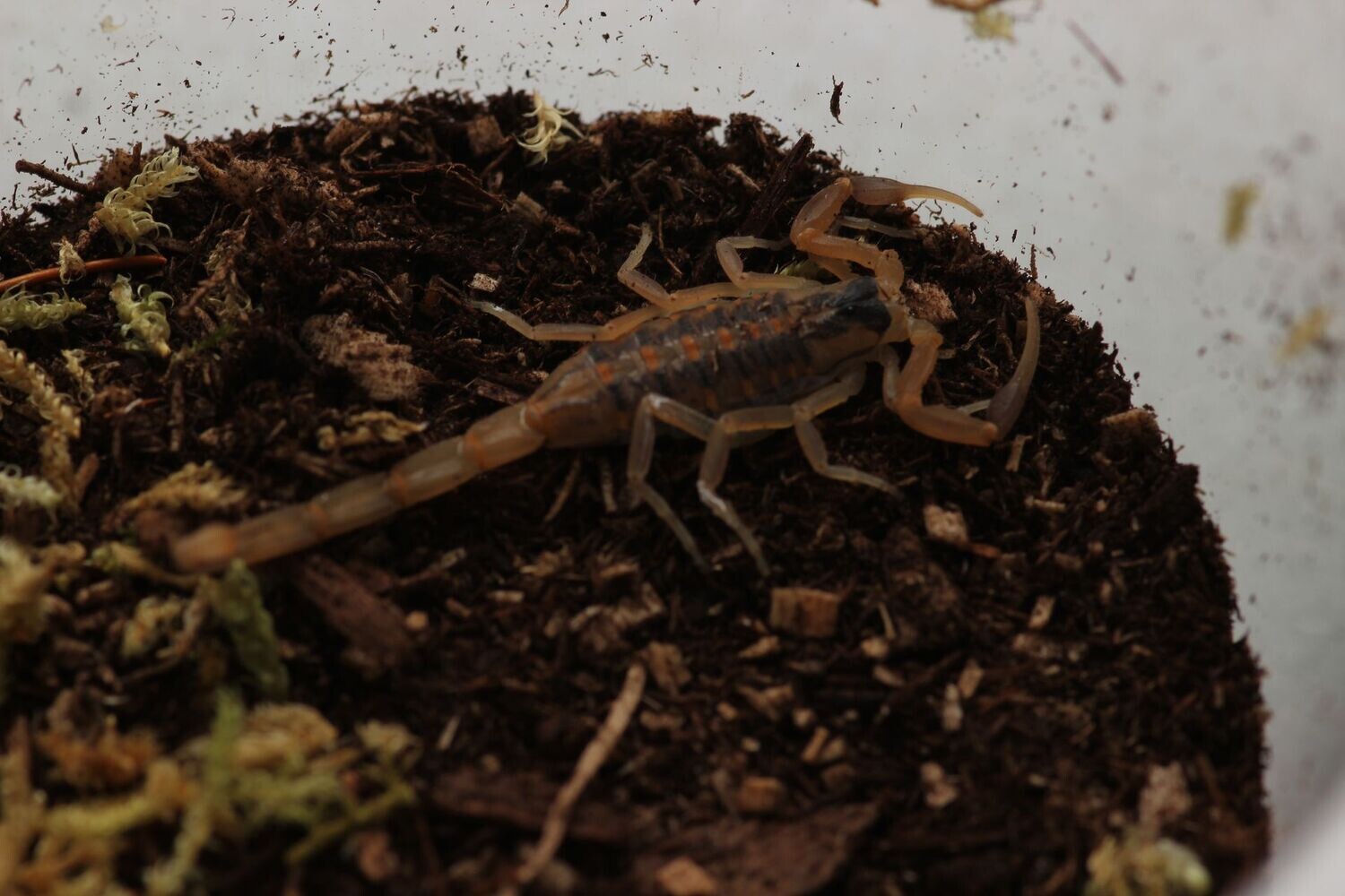 Centruroides vittatus 3-4i Bark scorpion