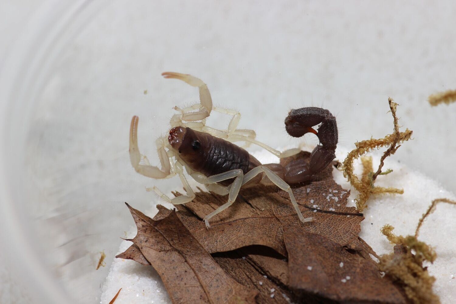Parabuthus schlecteri 4-5i Burrowing thick tail