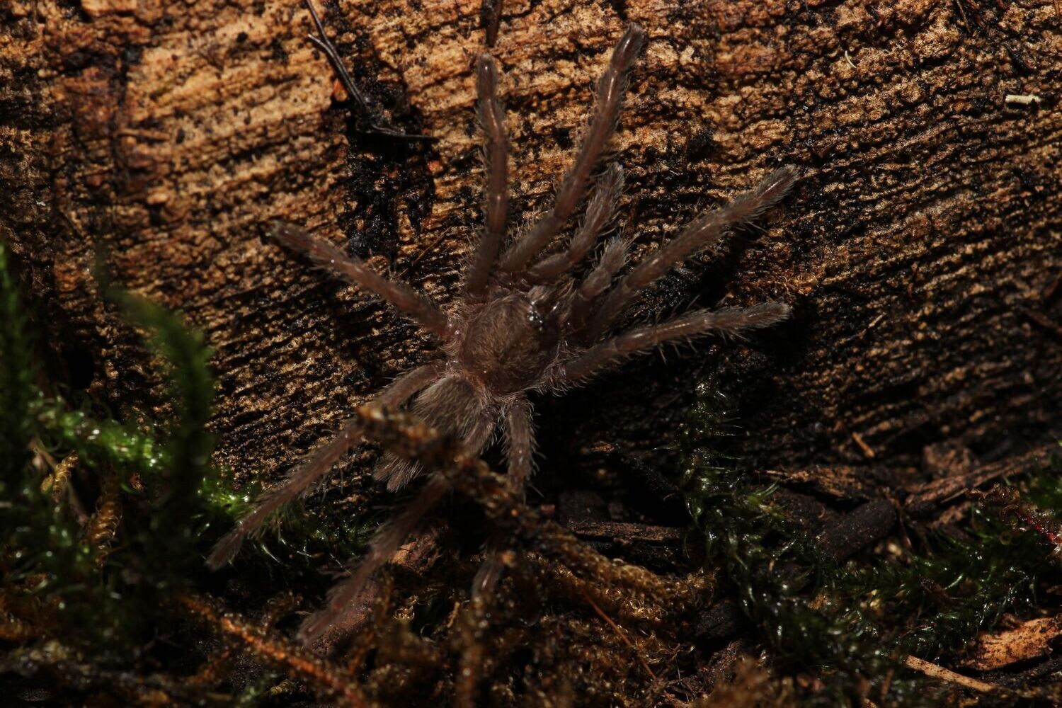 Chilobrachys huahini 3/4" Giant Asian fawn