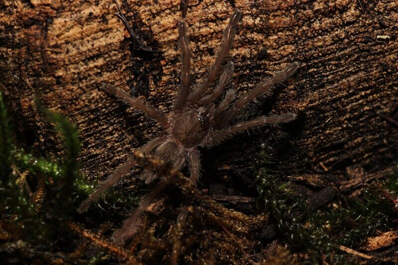 Chilobrachys huahini 3/4" Giant Asian fawn