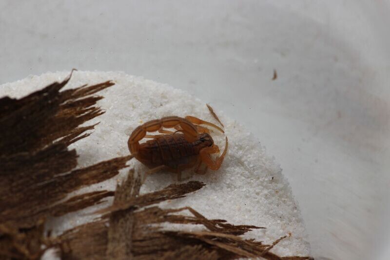 Hottentotta tamulus 3i True Indian red