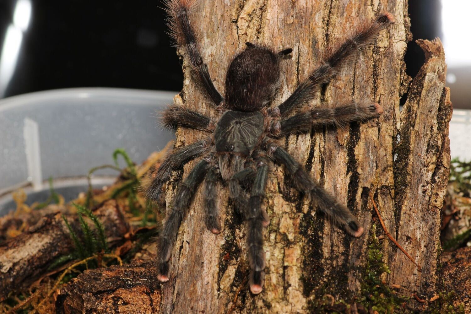 Avicularia avicularia 4"+ Female Guyana pink toe