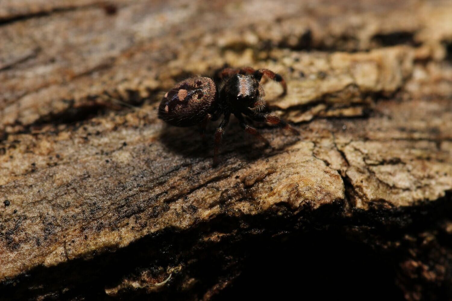 Phidippus regius 'Captive bred' 5-6i / Regal jumping spider 'reverse oreo'