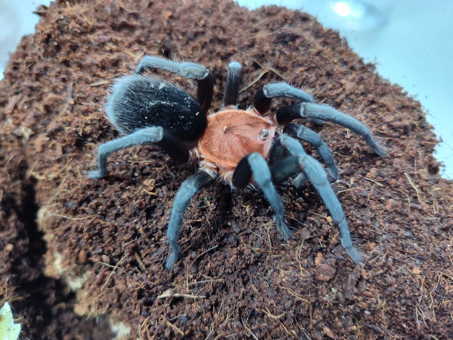 Bumba horrida 4" Female / Brazilian redhead