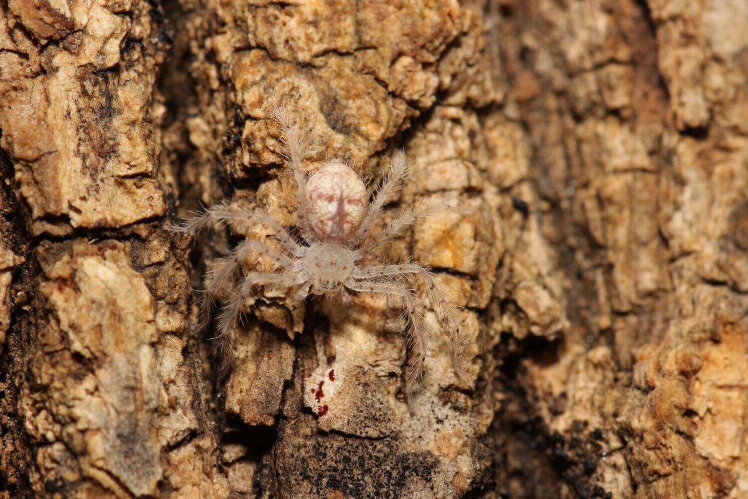 Heteropoda davidbowie 1/4" David Bowie huntsman