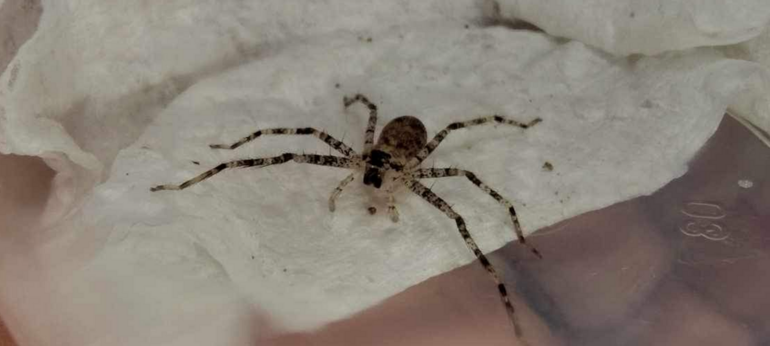 Heteropoda boei 1/2" Lichen huntsman