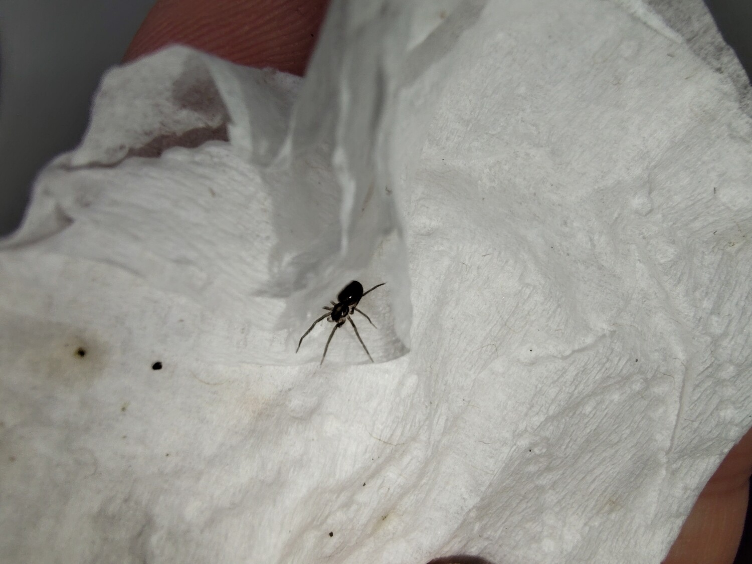 Hogna radiata 1/8" Radiated wolf spider