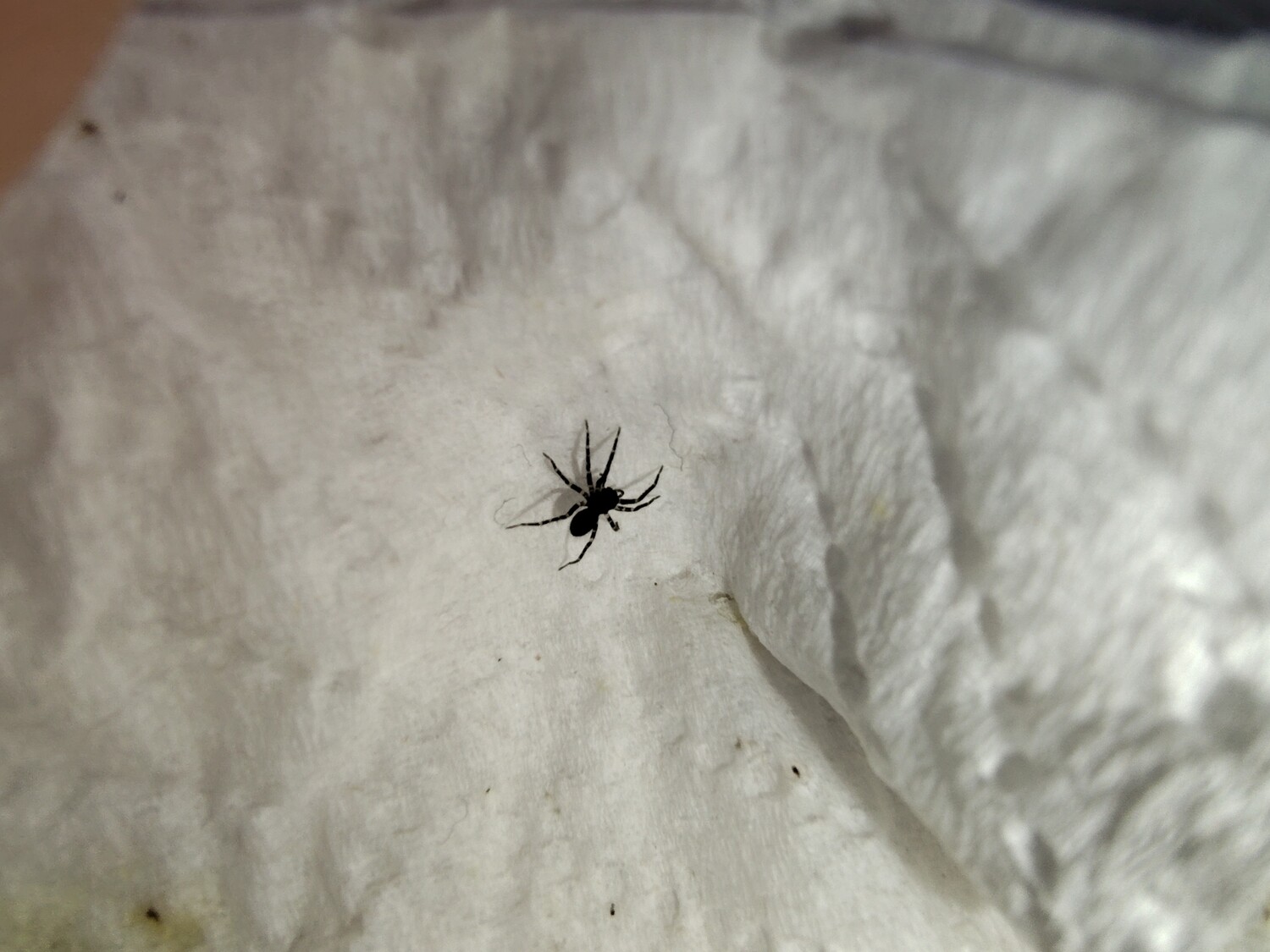 Gladiosa pulchra 1/4" Peppered wolf spider