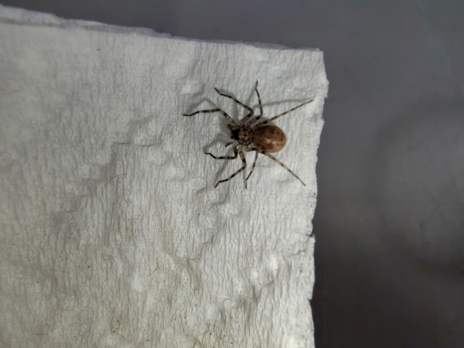 Heteropoda sp 'Thai cave' 1/4" Thai cave huntsman