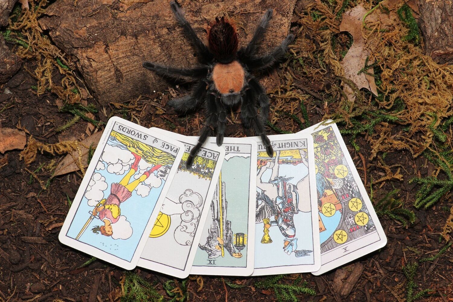 Tarantula tarot reading