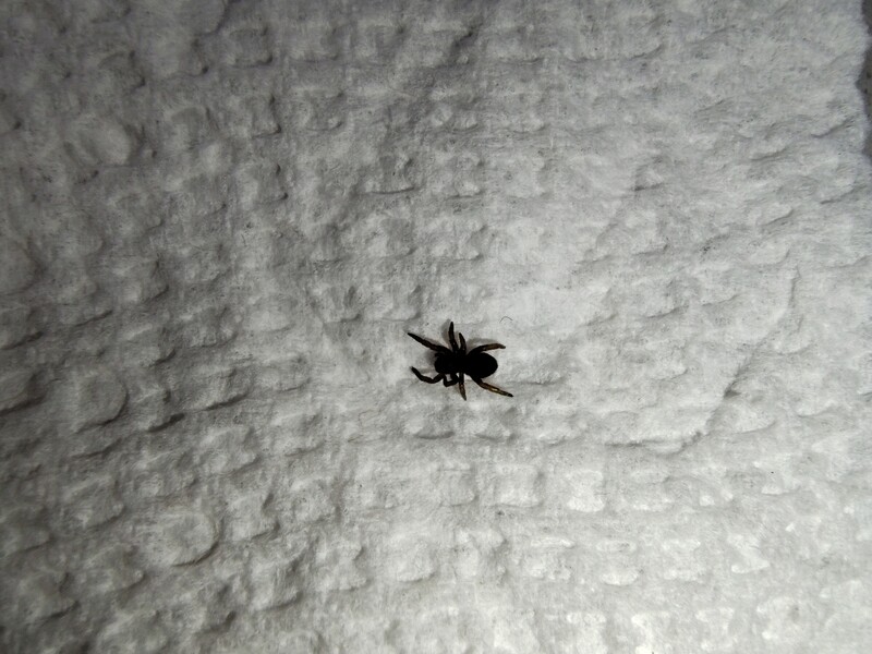 Eresus walkenaeri 1/8" Orange ring velvet spider