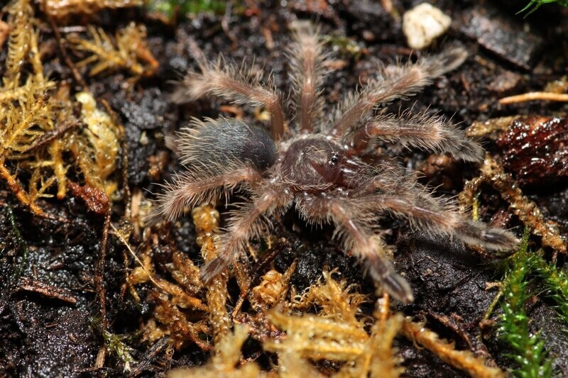 Psalmopoeus victori 3/4" Darth Maul
