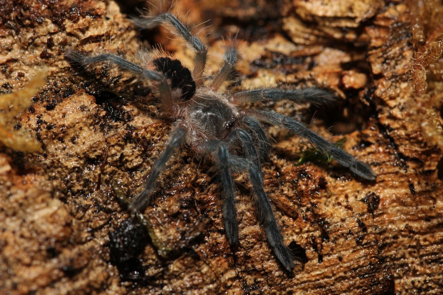 Psalmopoeus ecclesiasticus 3/4" Equador olive tree spider