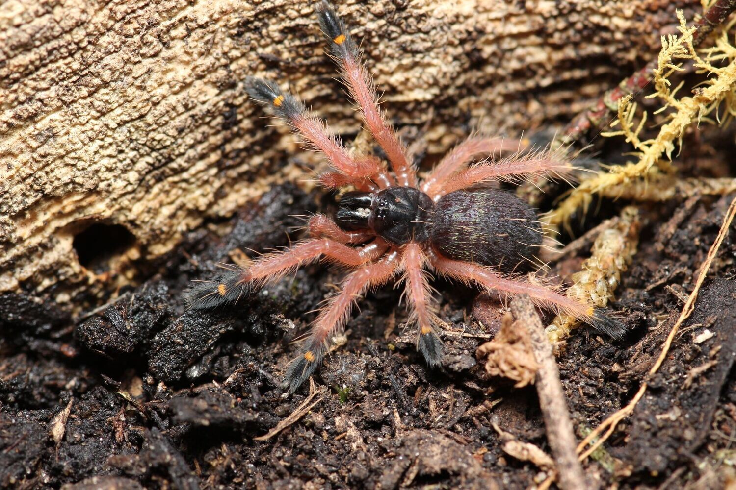 Ephebopus cyanognathus 3/4" Blue fang skeleton
