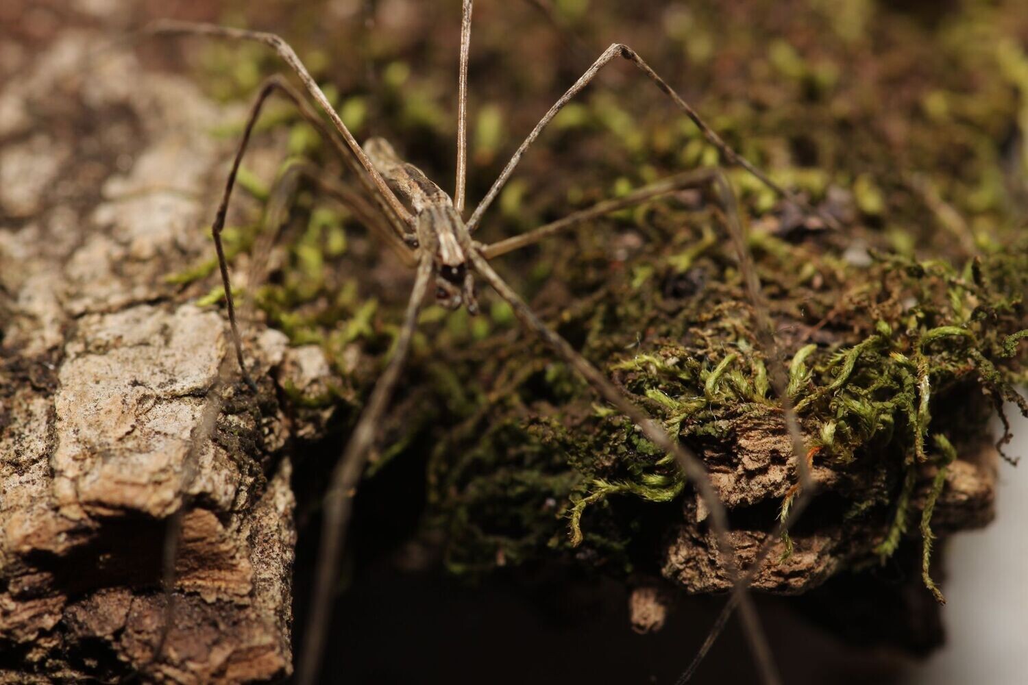 Deinopis spinosa 1" Ogre faced net casting spider