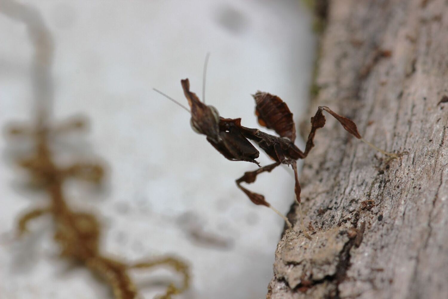 Phyllocrania paradoxa 1-5i Ghost mantis