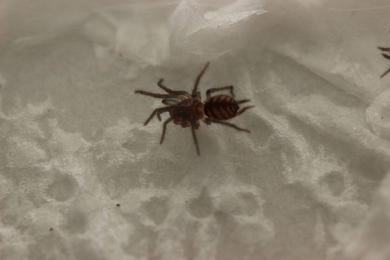 Diplura sp rurrenbaque ~1/2" Tiger curtain web spider