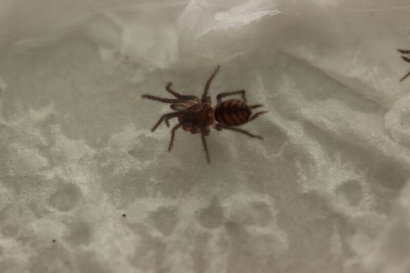 Diplura sanguinea 3/4" Blood red curtain web