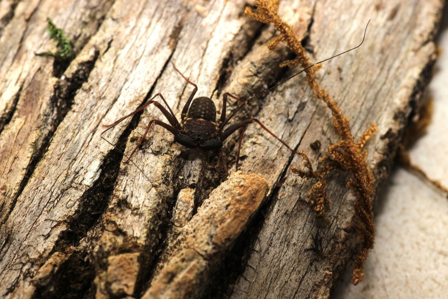 Phrynus marginemaculatus Adult Spotted tailless whip scorpion