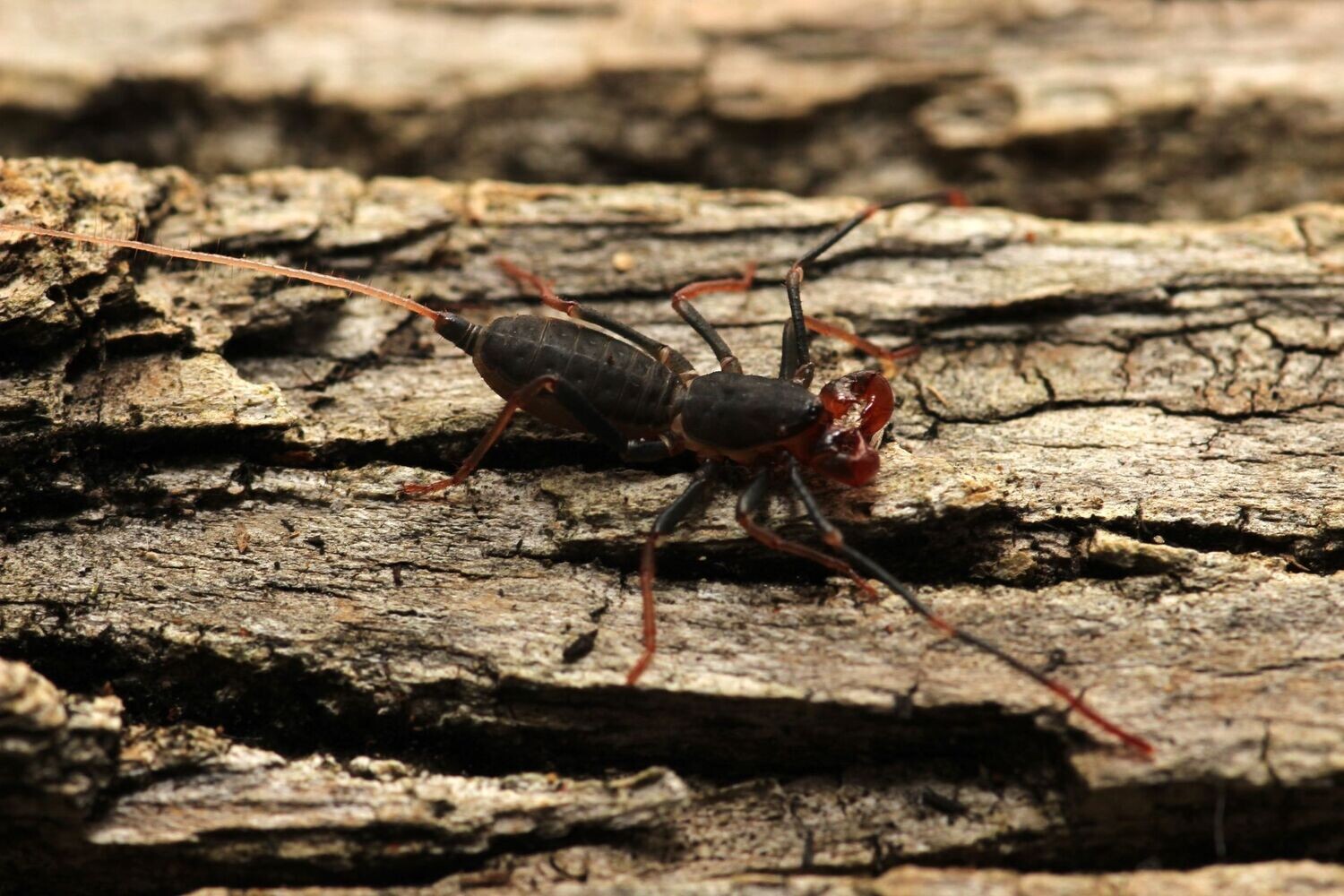 Thelyphonus sp. 1" Thai vinegaroon