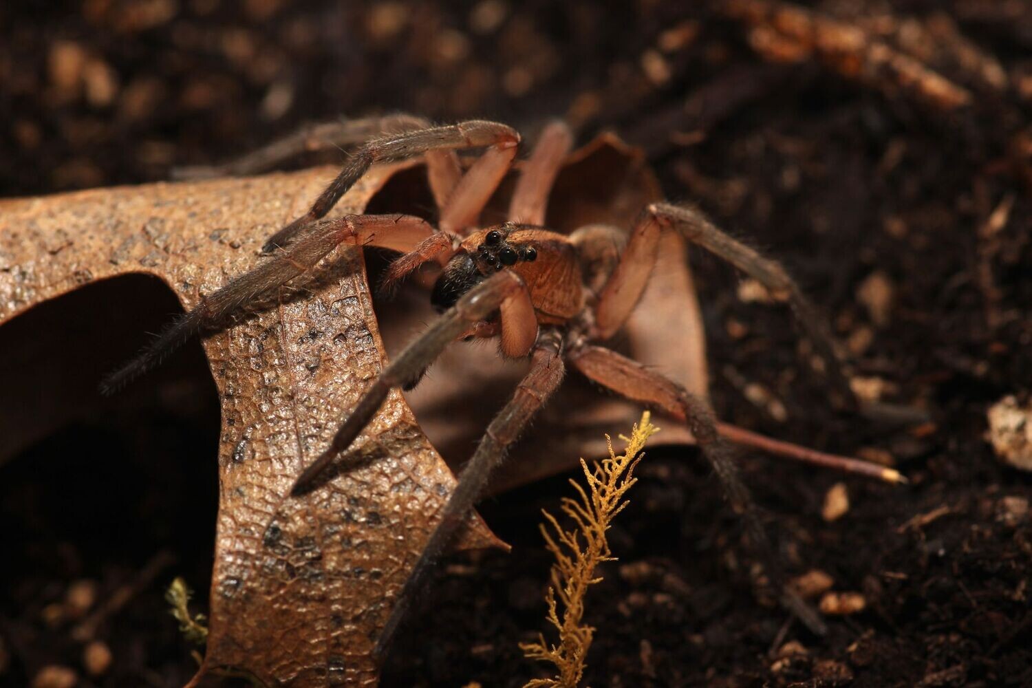 Hogna osceola 3/4-1" Red pine giant wolf spider