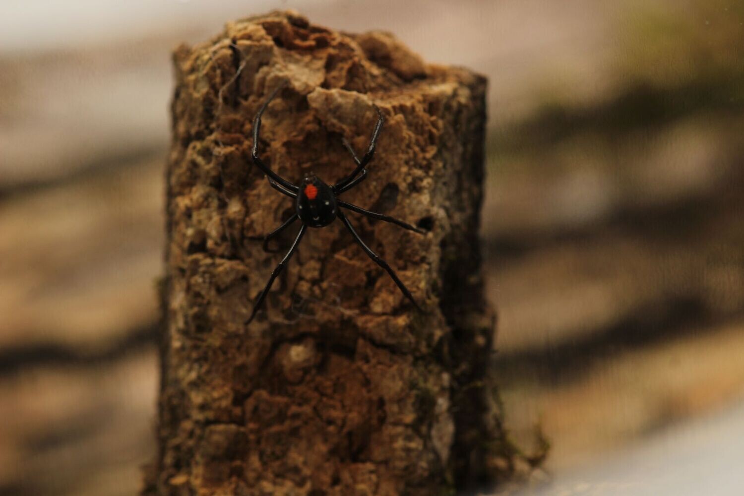 Latrodectus menovodi sub adult females 1/2-3/4" Madagascar Black Widow