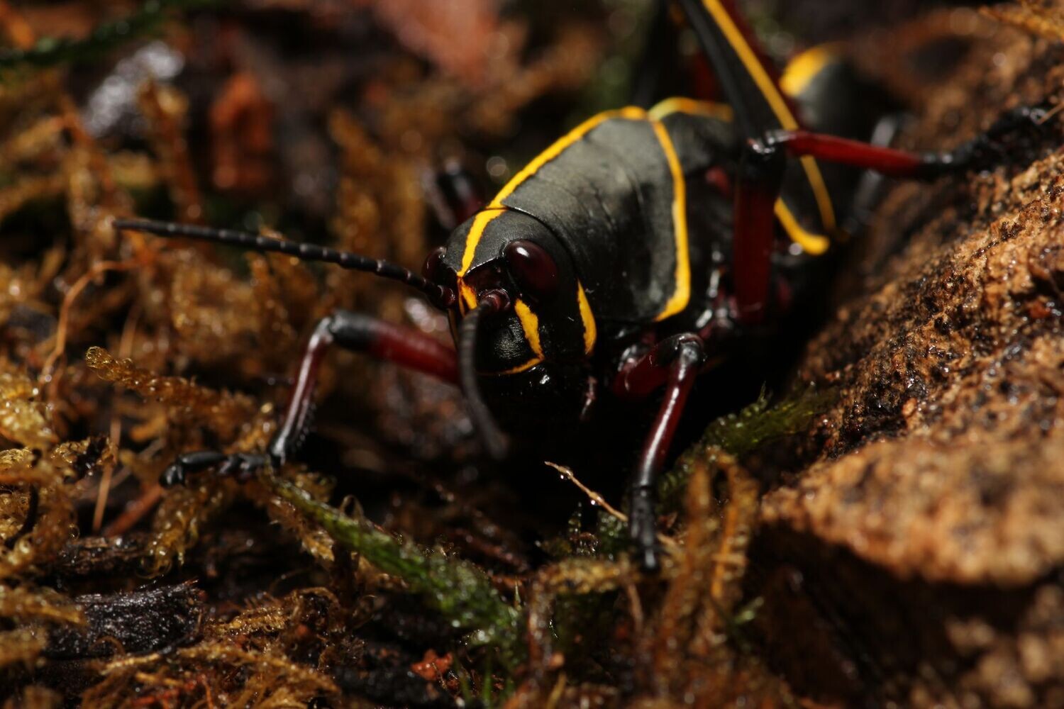 Romalea microptera 1-1.5" Lubber grasshopper
