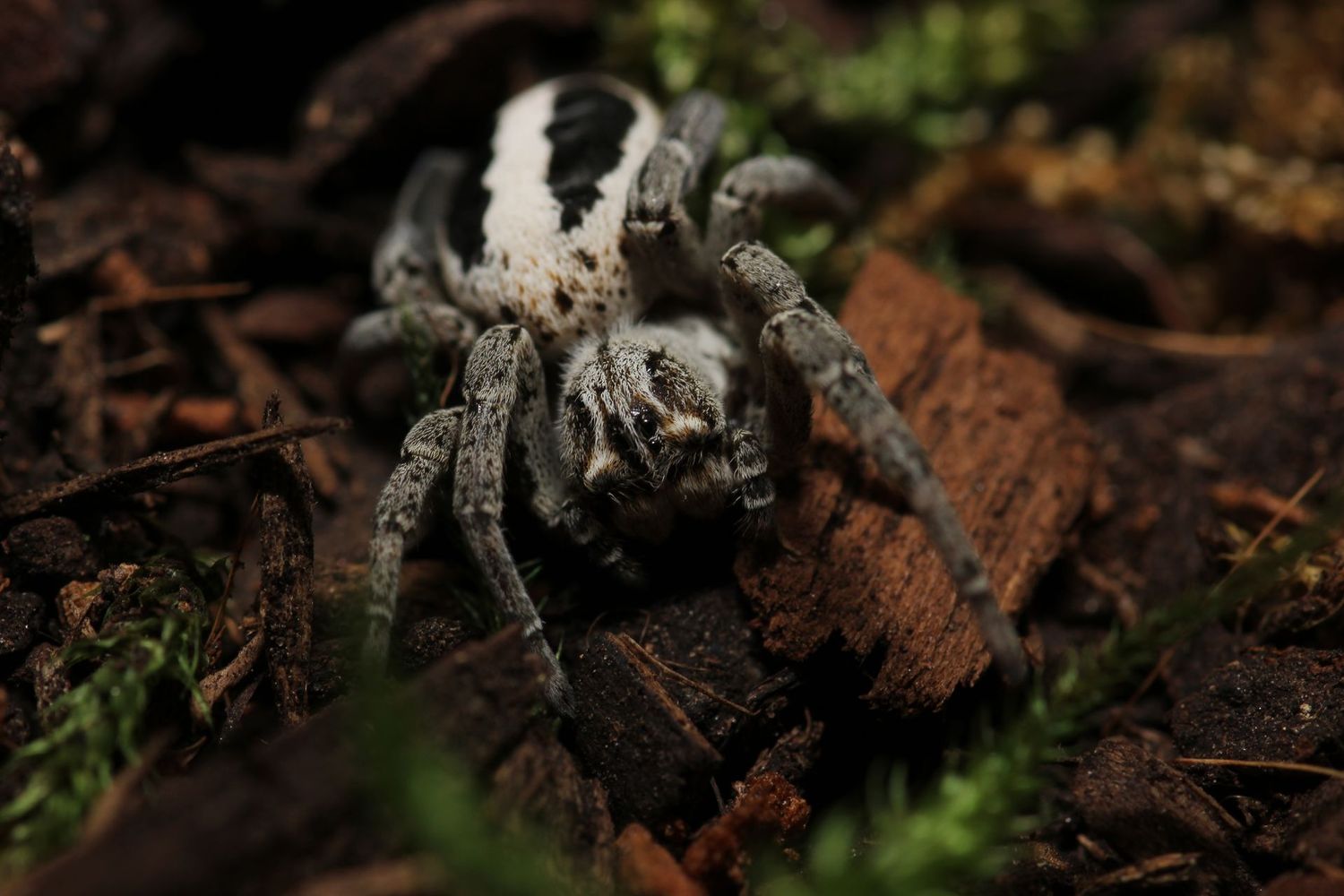 Stegodyphus lineatus 1/2-3/4" Lined velvet spider