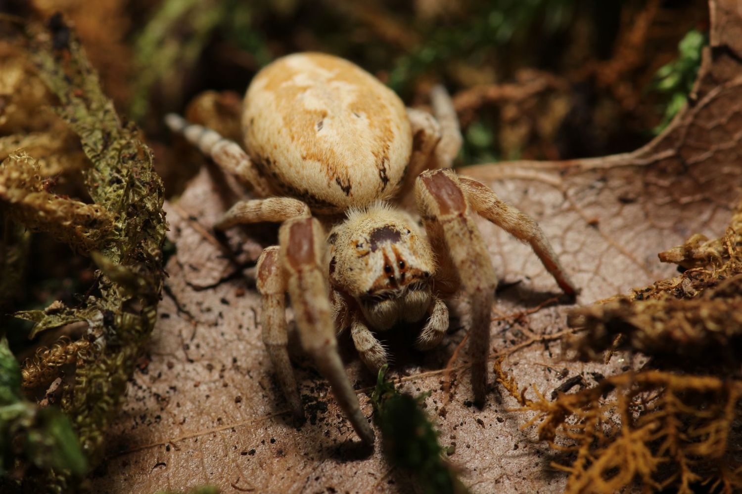 Stegodyphus  dufouri 1/4-1/2" Pink velvet spider