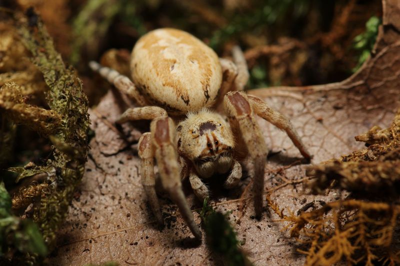 Stegodyphus  dufouri 1/4-1/2" Pink velvet spider