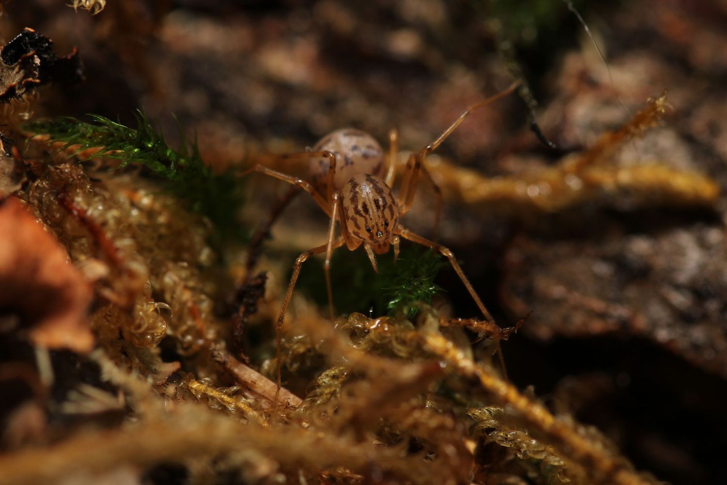 Scytodes univittata 1/2-3/4" Italian orange spitting spider