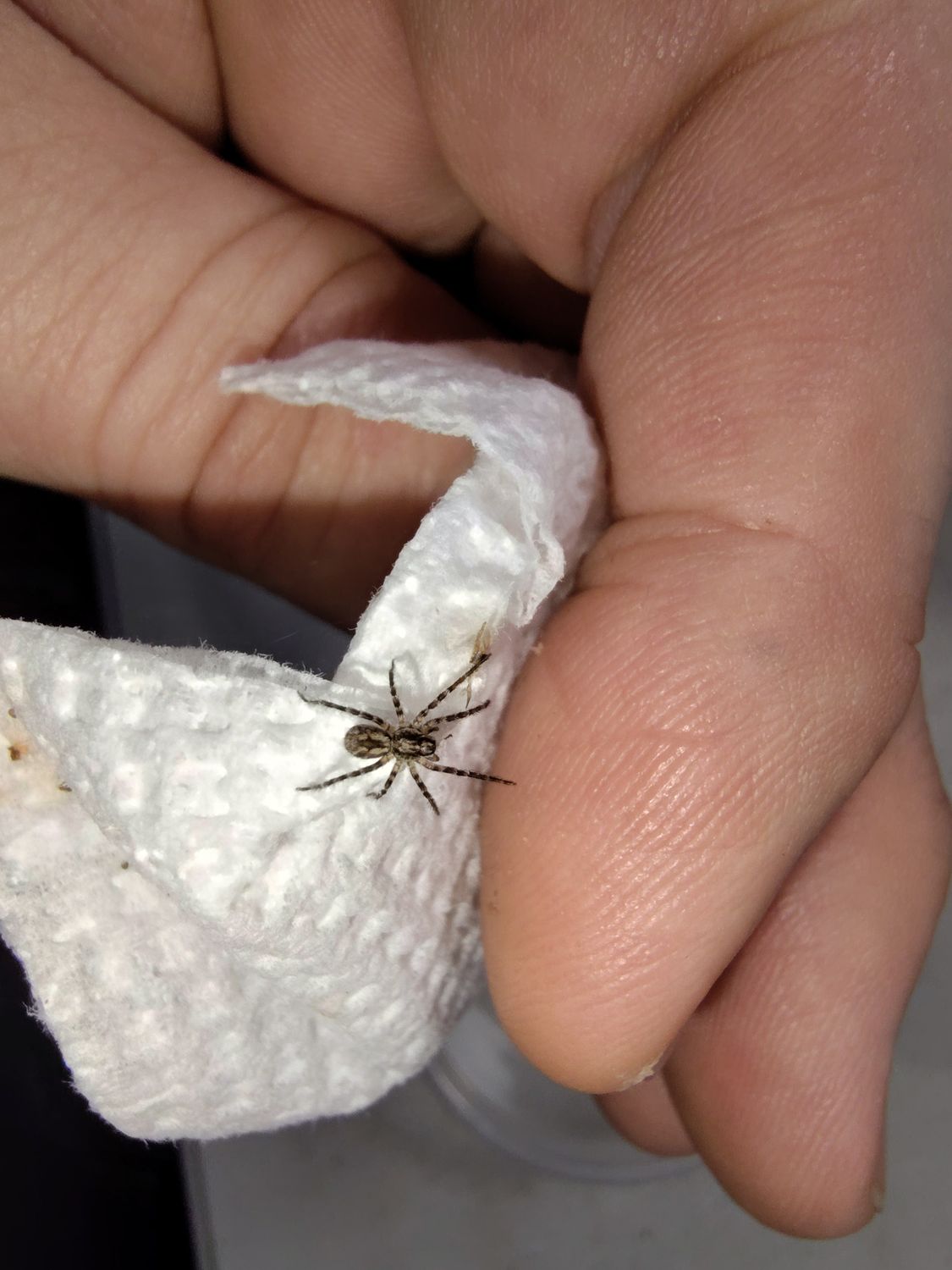 Hogna carolinensis 1/4" Giant wolf spider