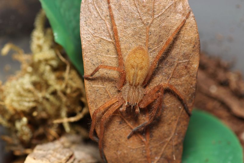 Cupiennius salei 1/2" Tiger wandering spider