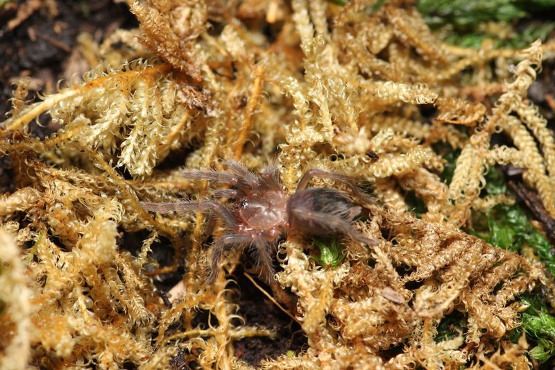 Tliltocatl albopilosus 1/4" Curly hair