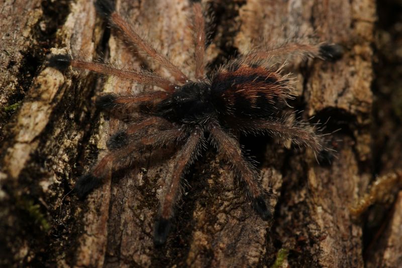 Avicularia geroldi 3/4" Brazilian blue & green pink toe