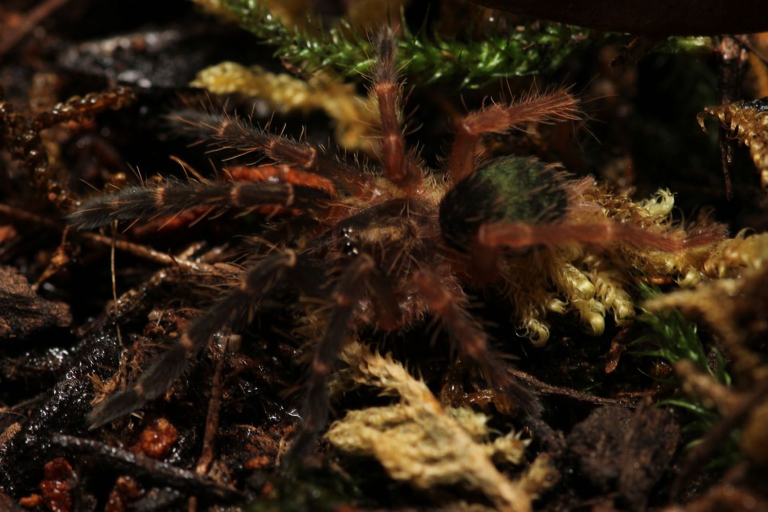 Ephebopus rufescens 3/4" Red skeleton
