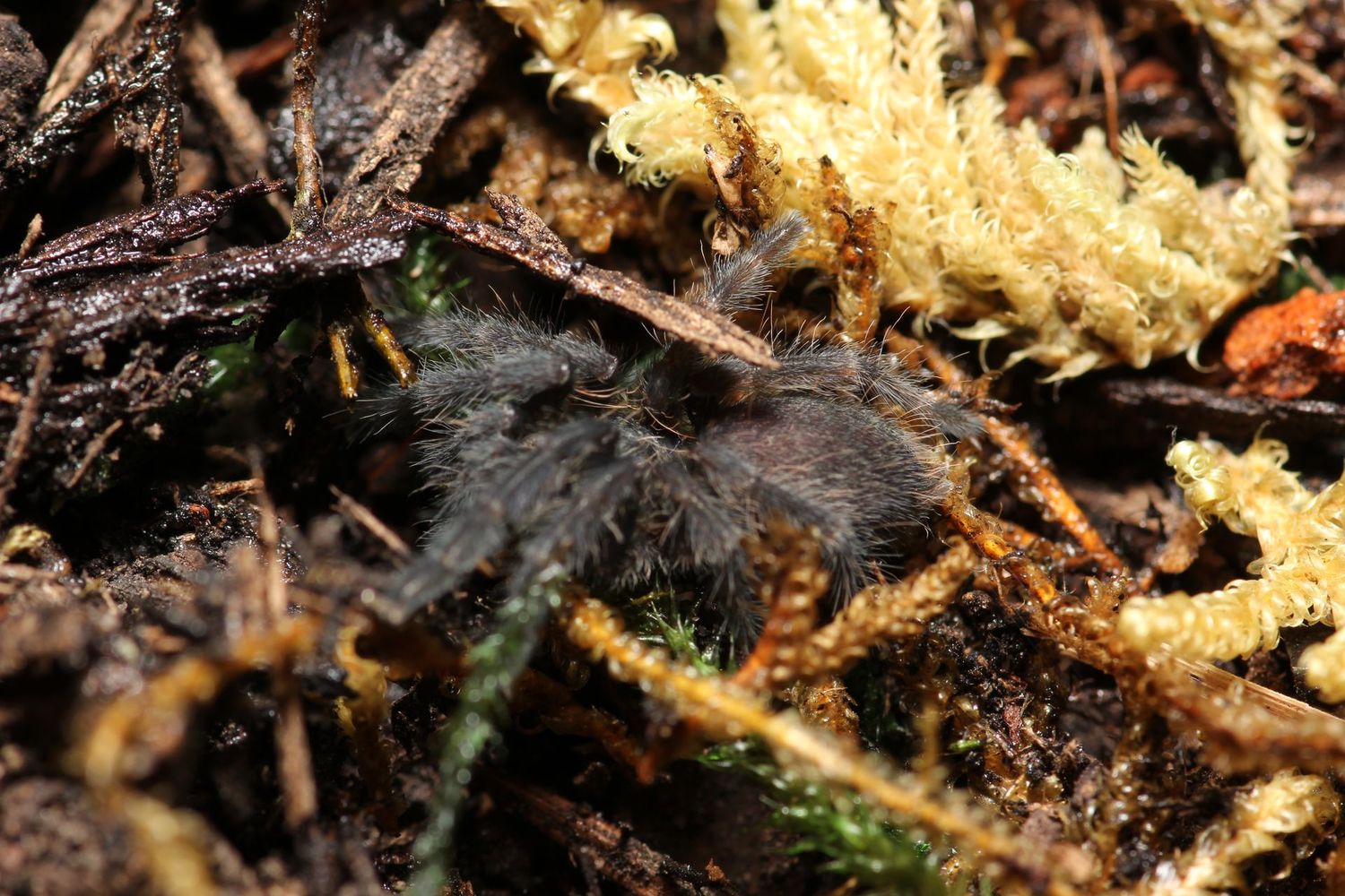 Tapinauchenius sanctivicenti 1/2" St Vincent's tree spider