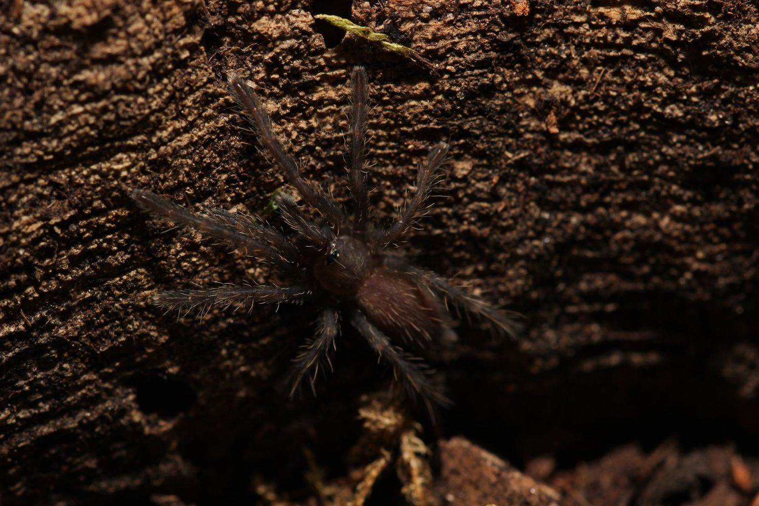 Chilobrachys sp Dyscolus blue 3/4"
