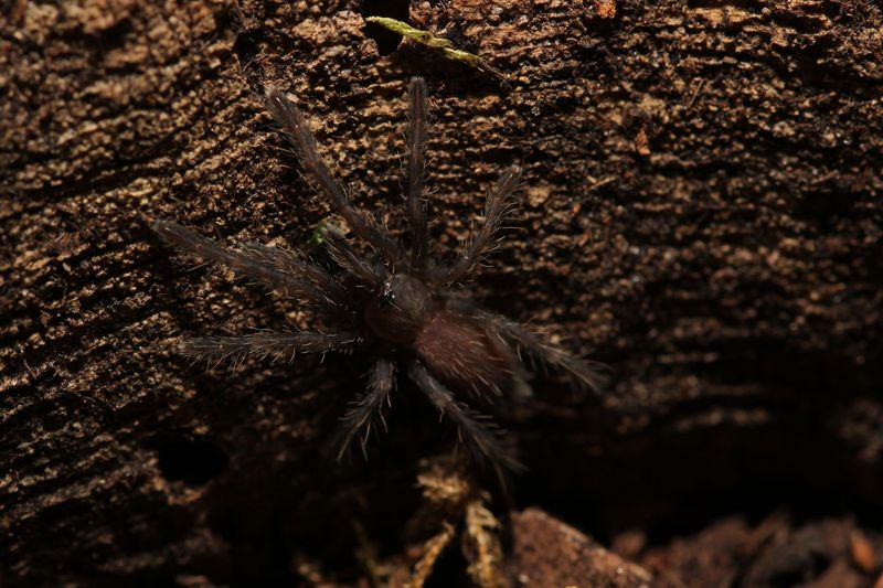 Chilobrachys sp Dyscolus blue 3/4"