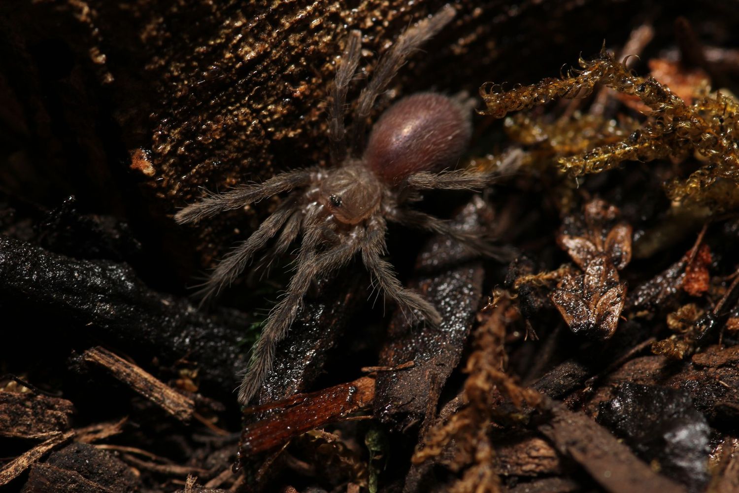 Selenocosmia crassipes 'Eunice' 1/2" Australian whistling spider