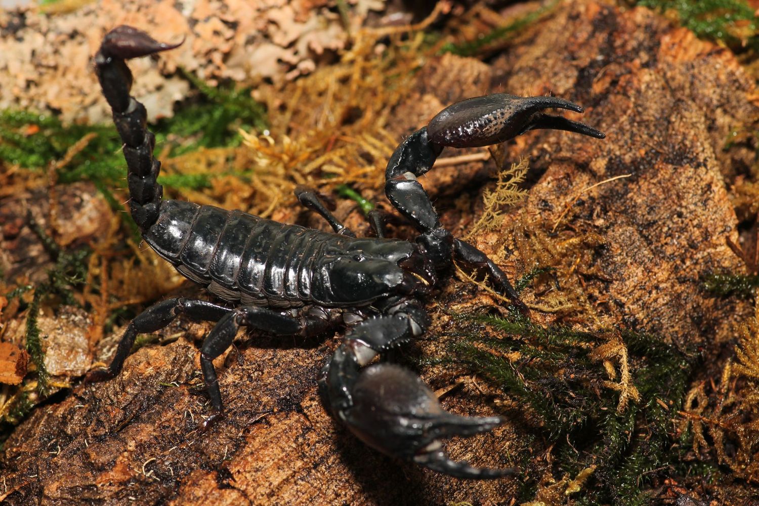 Heterometrus petersii 3" Forest scorpion