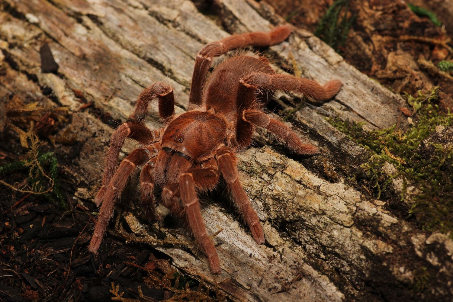 Pelinobius muticus 4" Female / King Baboon