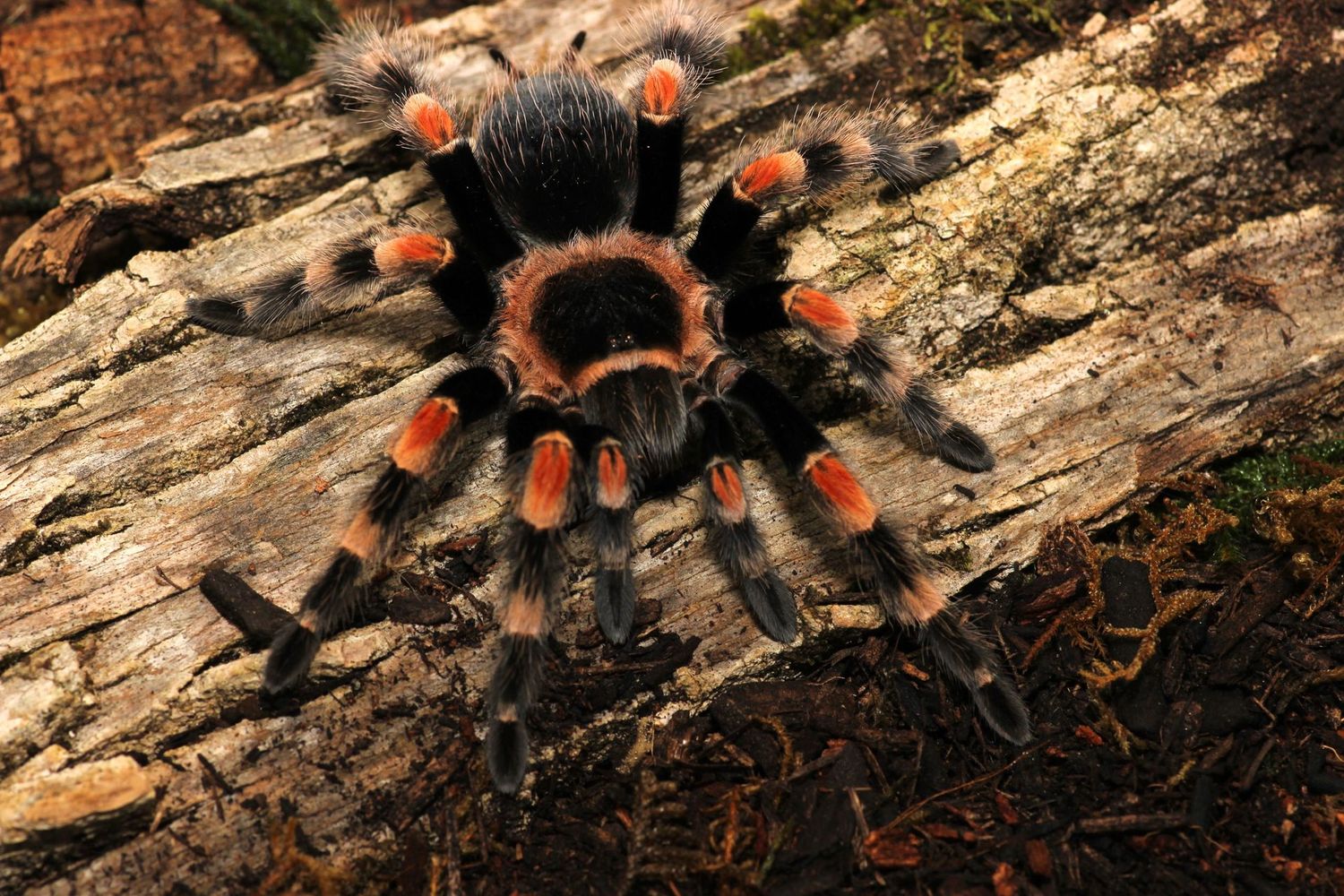 Brachypelma hamorii 2.5" Female Mexican red knee
