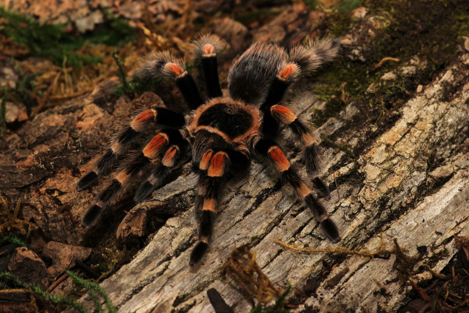 Brachypelma smithi 4" Male / Mexican giant red knee