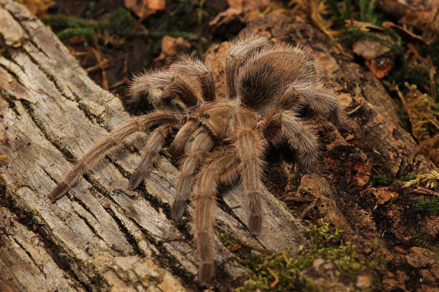 Grammostola rosea 5" Female / Chilean rose hair